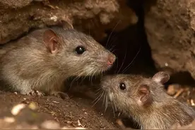 家里有老鼠的教你一招，全部消灭图片