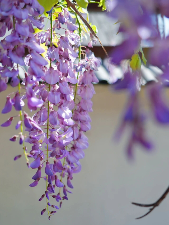 杭州春日“绝绝紫”瀑布已上线！