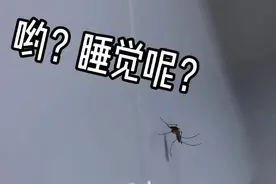 为什么一关灯，蚊子就出现了？其实驱蚊很简单，整晚开窗都不怕图片