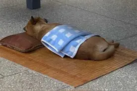 “山西午睡不分物种”火出圈！山西人：外地人不午睡，晃悠啥呢？图片