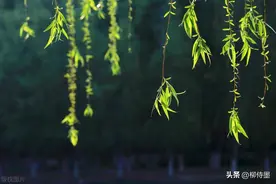 春柳拍出意境美，这样拍照有韵味，手机拍照一学就会图片