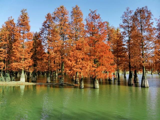 不比黄山，枫景如画，杏色满城，安徽这几个小众地方特有精游感！