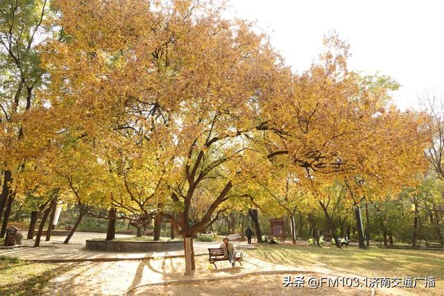 公园景区秋色图鉴,这几处必打卡