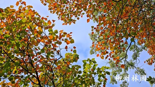 柳州市雀儿山“红”了！