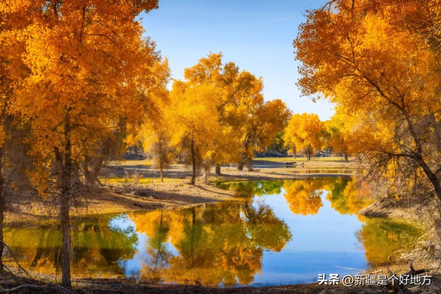 恕我直言，错过巴州胡杨真的会意难平！