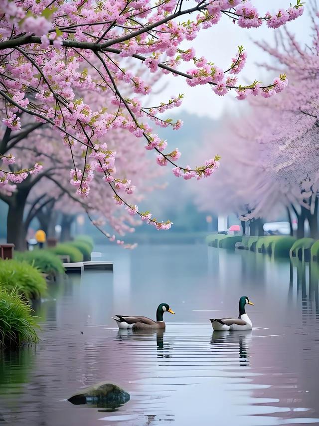 最美人间四月天，蓉城春色正当时