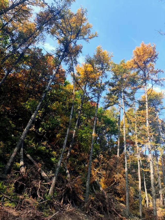 在这座高山之巅，尹志平吟了首什么诗？