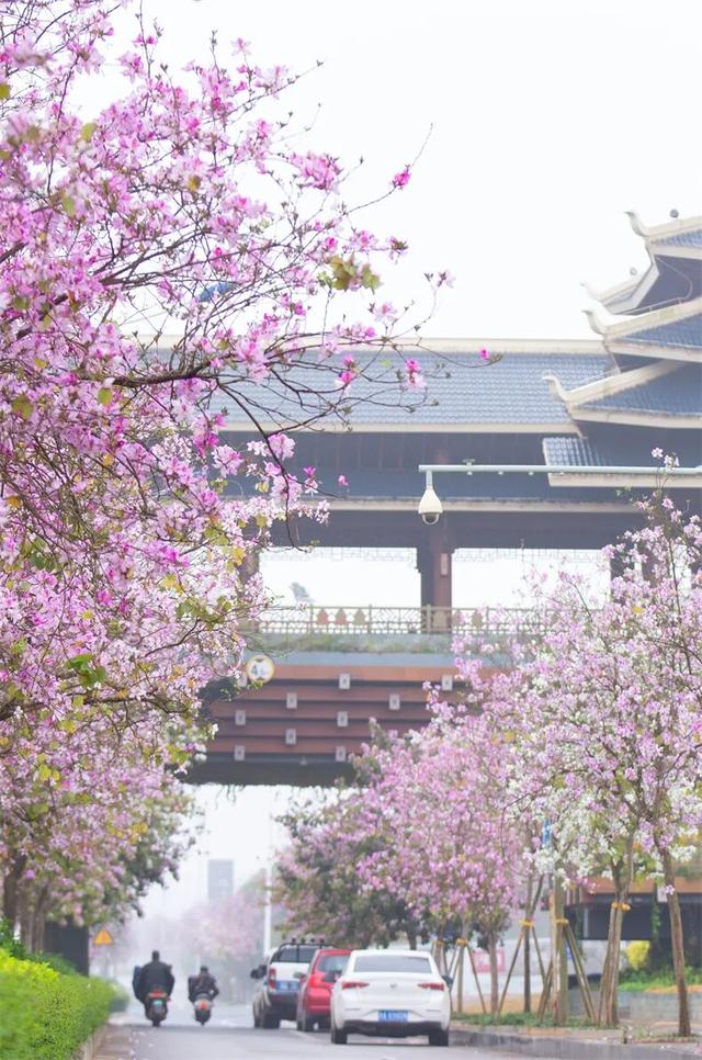 一半是安逸养老，一半是熬夜天堂！这座城冬天有鲜花，凌晨有人潮