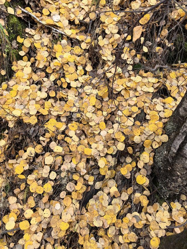 🍂呼伦贝尔深秋自驾游参考攻略