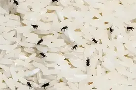 天热米面长虫，一个简单的方法，家家都有，再也不怕米生虫图片