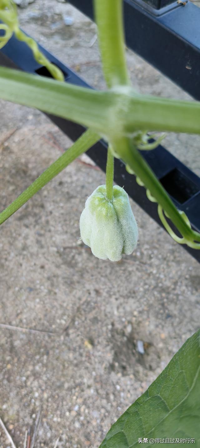 庐山游记-01来庐山，心悠然