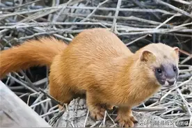 我和黄大仙结下的缘图片