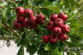 3个河北区域公用品牌入选2024年农业品牌精品培育名单图片