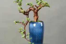 别再瞎养绿植了！这 10 种，好养又有好寓意，旺人、旺宅、旺心情图片