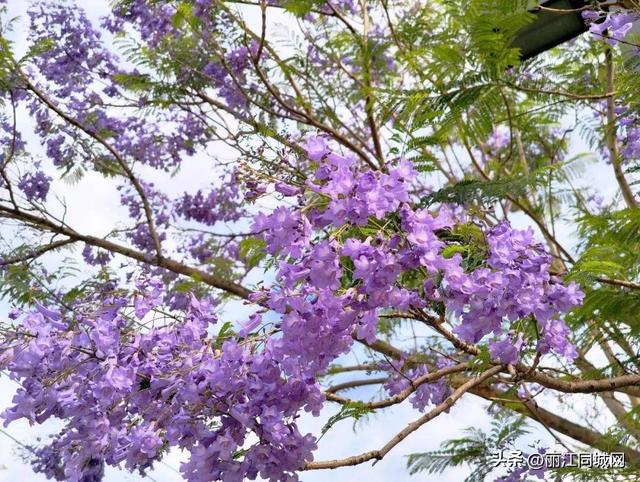 四月来华坪吧！在蓝花楹的花影里，邂逅春日限定的浪漫