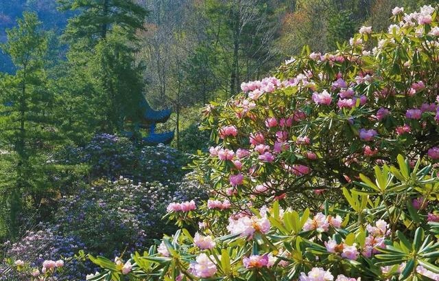 藏不住了！秦岭2万亩杜鹃染红群山，这才是西北春天的天花板