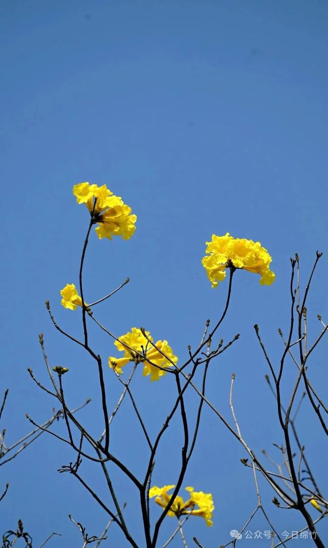 绵竹这里太美了！适合遛娃、运动、拍照，还有风铃木花海......