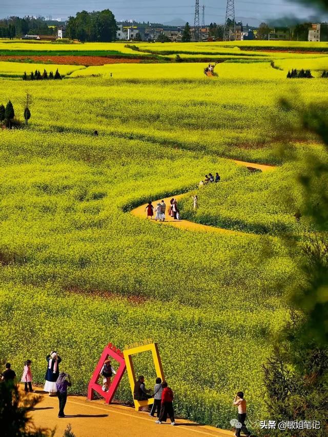 【滇东南游记·二】罗平：在金色花海里追一场春天的光影
