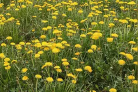 辉南镇蒲公英盛放扮靓田园图片
