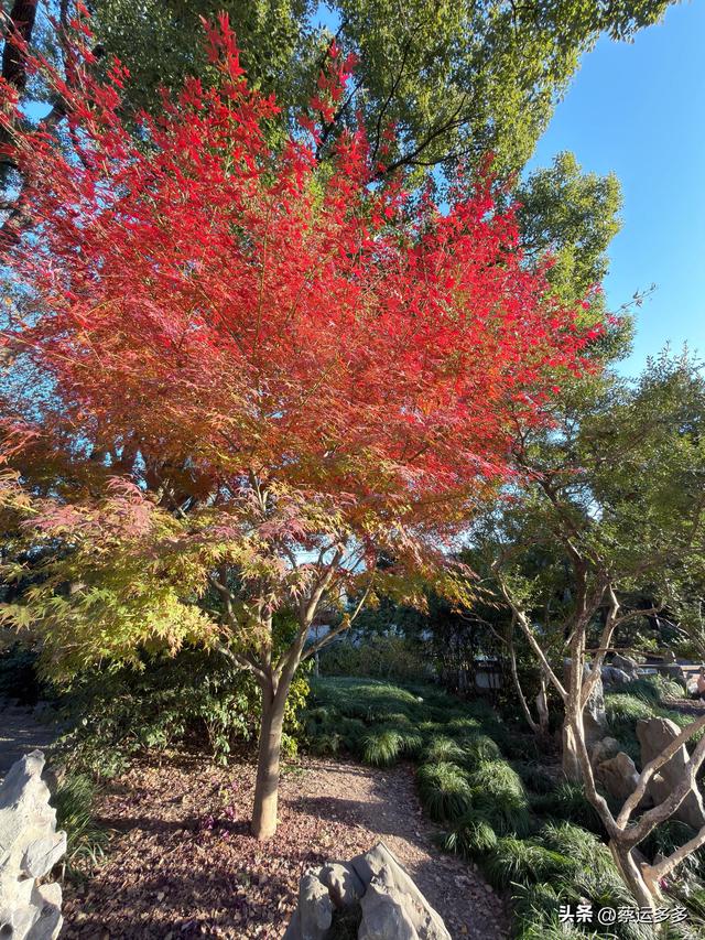 沪上园林古猗园已达颜值巅峰
