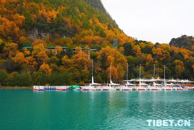 西藏林芝：秋色斑斓 雨落巴松错