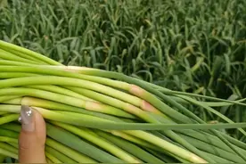 大蒜抽薹后“3忌3宜”！很多人第一步就做错，难怪蒜头小、产量低图片