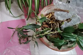 养花易烂根？这个东西放在花盆里，养花从此不烂根！快试试图片