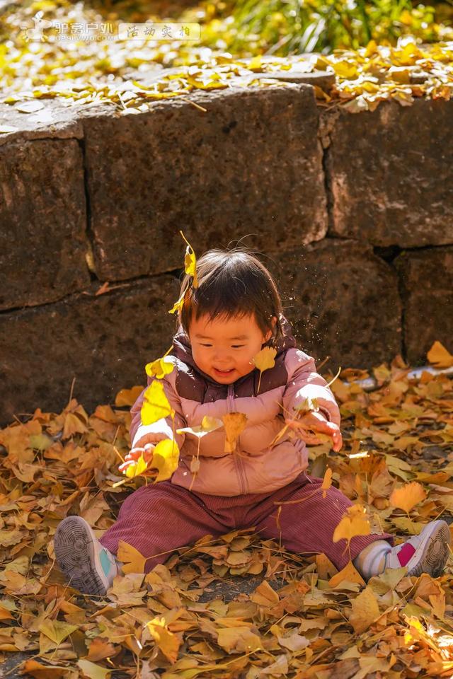 11月的云南腾冲,3000株银杏迎来黄金观赏期,美成人间仙境!