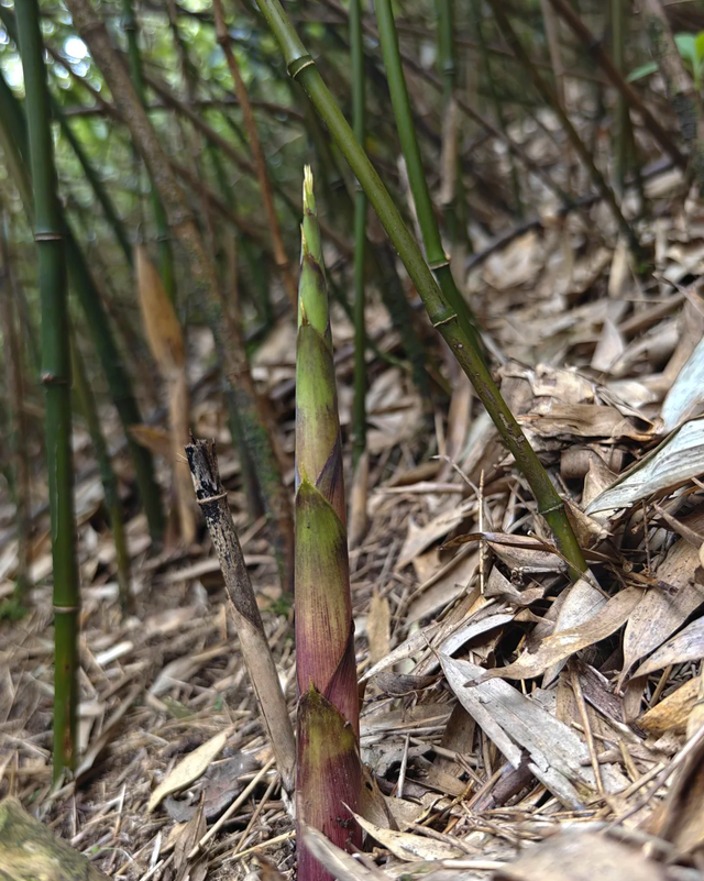 苏州旺山火了！免费逛还能挖笋，结果最后一条规矩让游客真没想到