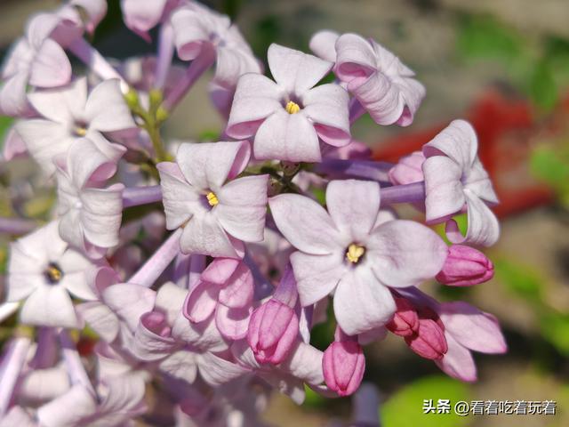 北京公园赏花记