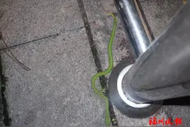 小心！小心！有蛇出没！福州多地发现了图片