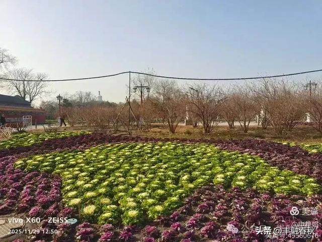 北京景山公园羽衣,冬园锦色|申艳娟