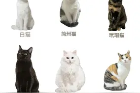 新手第一次养猫不要冲动！一定先看完12种常见猫咪优缺点图片