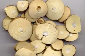 桑树的嫩枝条，是治疗高血压、风湿类风湿的良药图片