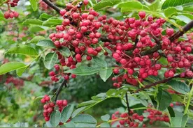 中国最香的六种香料树，刮一点做菜香得流口水，都认识的人是行家图片