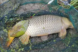 “老坛玉米”不用买，自己做比买的划算，稳稳拿捏野生大鲤鱼图片