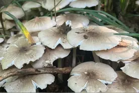 云南最常见的7种鸡枞菌！你吃过几种？图片