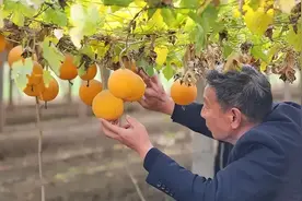 揭秘栝楼：这个“瓜籽之王”竟然还有这么多隐藏功能！图片