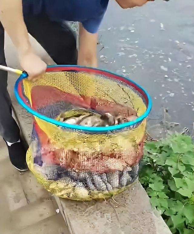 郑州暴雨后鲫鱼成灾，随手捞都是几十斤！网友：这鱼不能抓！