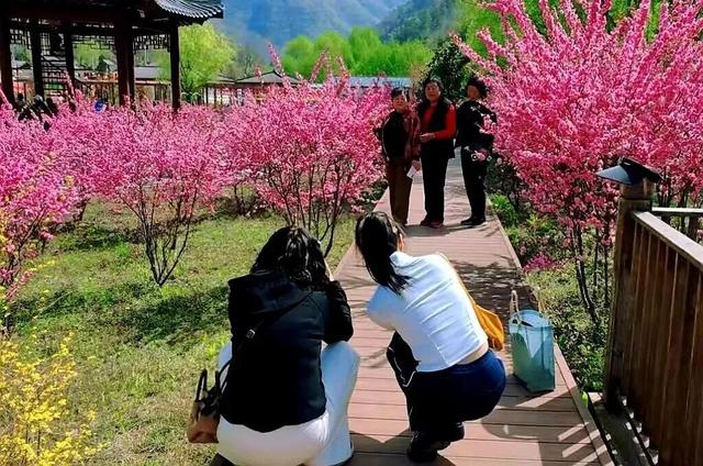 两当：一城繁花绘春色