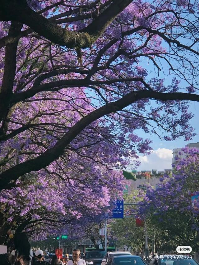 比大理浪漫！比昆明更近！高铁直达阳光小城，2万株蓝花楹美疯！观海登山，美食吃到爽！