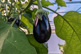 茄子是结节的“发物”？提醒：不想结节增大，这3种蔬菜要少吃！图片