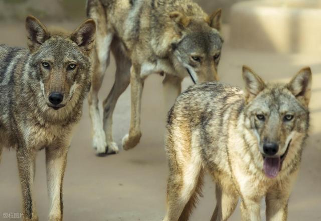 狼王调虎离山，诱导牧民误入狼窝，牧民将计就计，一举消灭狼群