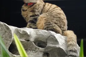 想逛好豫园，看这篇文章就够了，从路线到景点，一文解析豫园魅力图片