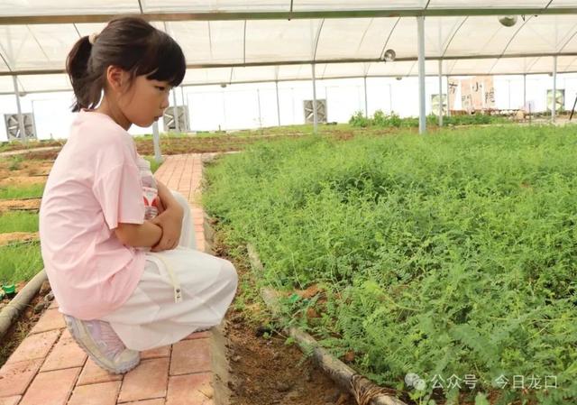 龙口大山深处，有个神奇“百草园”！可以带孩子去耍啦→