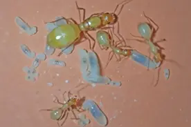 沦为“生育机器”的蚁后，一天产卵3万枚，最后被却子女当做食物图片