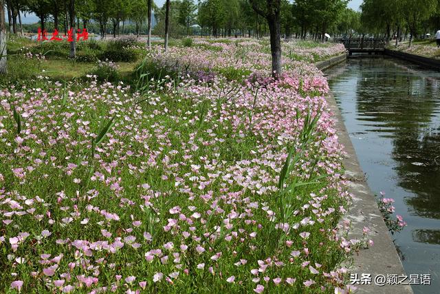 姚江南岸健身步道，美丽月见草花开成海，在水一方