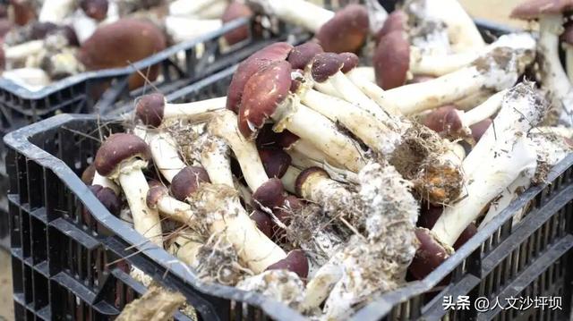 周末，来沙坪坝采“野味”呀~（附宝藏民宿/营地清单）