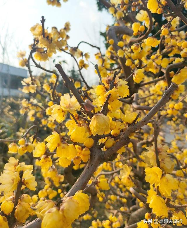 成都超大规模腊梅花，30000余株，不要门票，百年老桩更是惊艳！