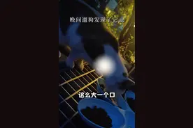 陈龙老婆再次救流浪猫，脖子掉大块肉，章龄之好心疼，手术才痊愈图片